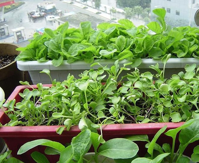 別墅田園生活什么鬼？陽臺上竟然還能種菜！